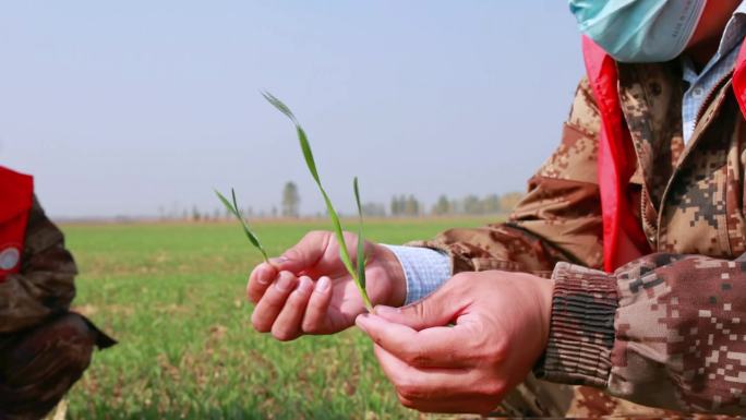 小麦灌溉施肥浇水机械化乡村振兴