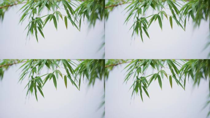 中国传统写意水墨竹子和白色背景