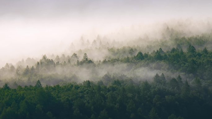 自然风景晨雾树林