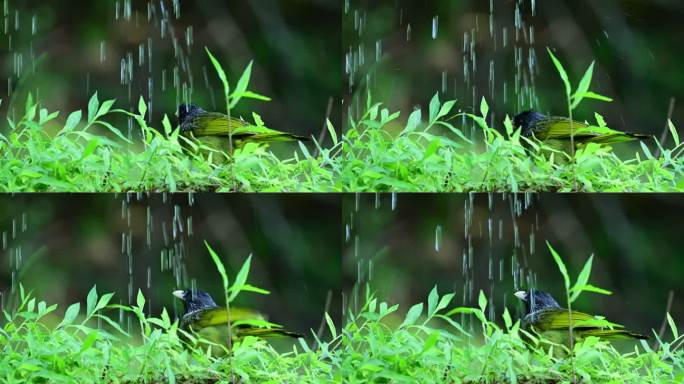 领雀嘴鹎鸟洗淋浴