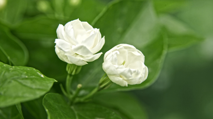 茉莉花花开开花延时生长茉莉花花开延时