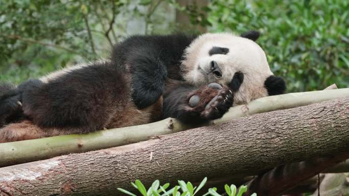 大熊猫躺着睡觉