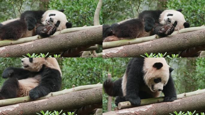 大熊猫躺着睡觉