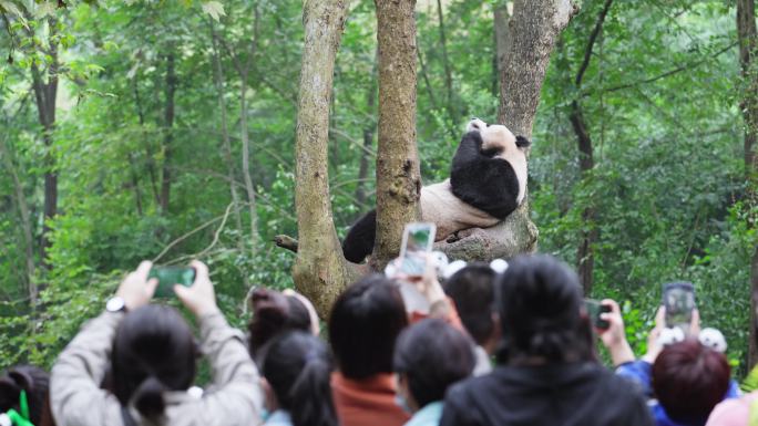 成都大熊猫基地游客拿手机拍摄树上的大熊猫