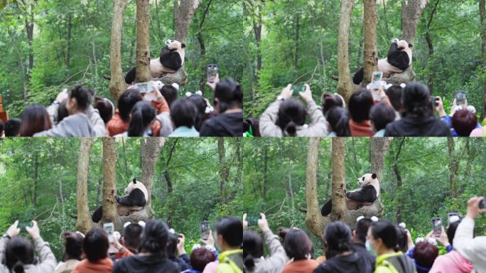 成都大熊猫基地游客拿手机拍摄树上的大熊猫
