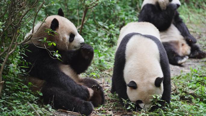 成都大熊猫基地三只可爱的国宝大熊猫吃零食
