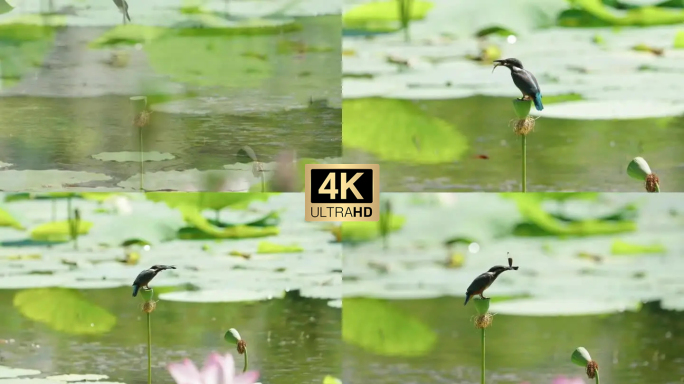 大连泽龙湖公园翠鸟捕鱼及捕蜻蜓视频素材