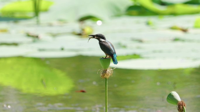 大连泽龙湖公园翠鸟捕鱼及捕蜻蜓视频素材