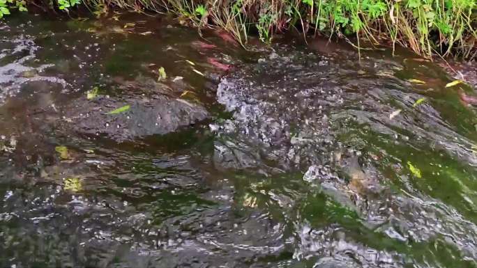 丽江玉水寨 瀑布 溪流 山溪 水源地