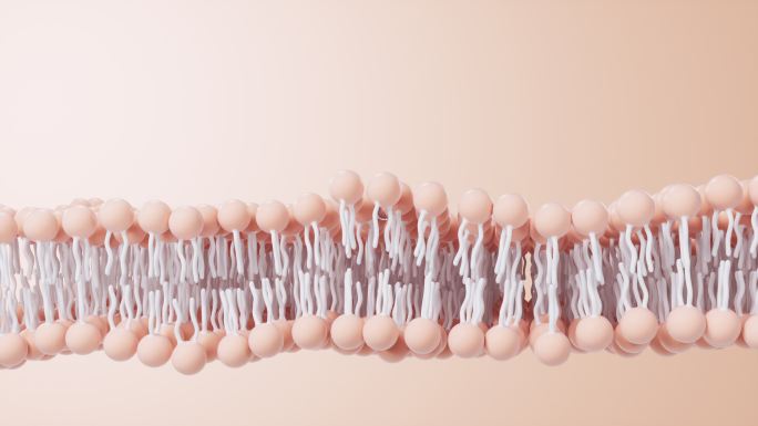 磷脂双分子层细胞膜3D渲染