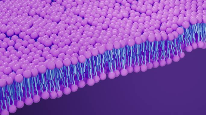 磷脂双分子层细胞膜3D渲染