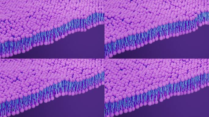 磷脂双分子层细胞膜3D渲染