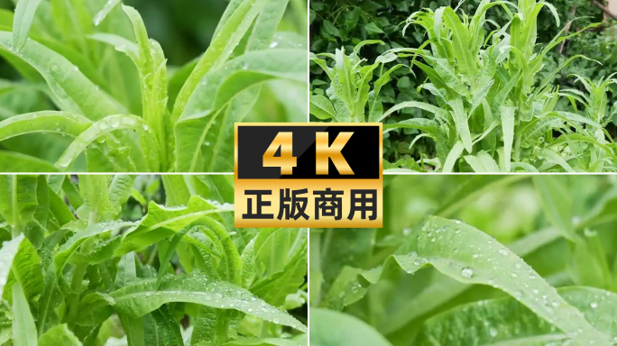 油麦菜莜麦菜蔬菜苦菜