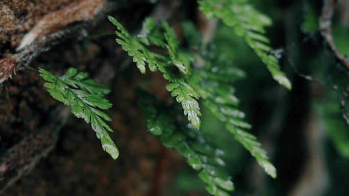 雨天青苔蕨类植物