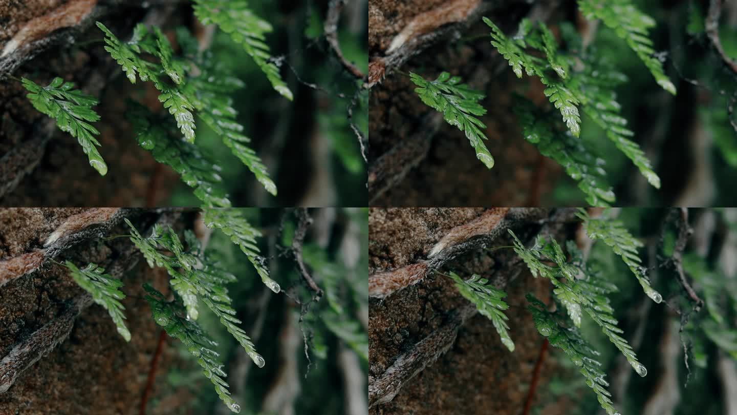 雨天青苔蕨类植物