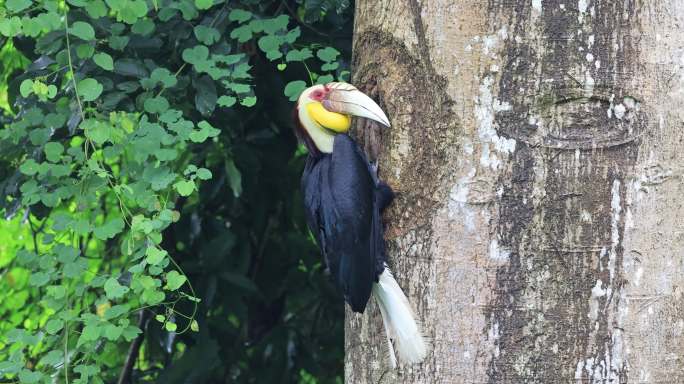 云南盈江县热带雨林中的犀鸟喂食画面