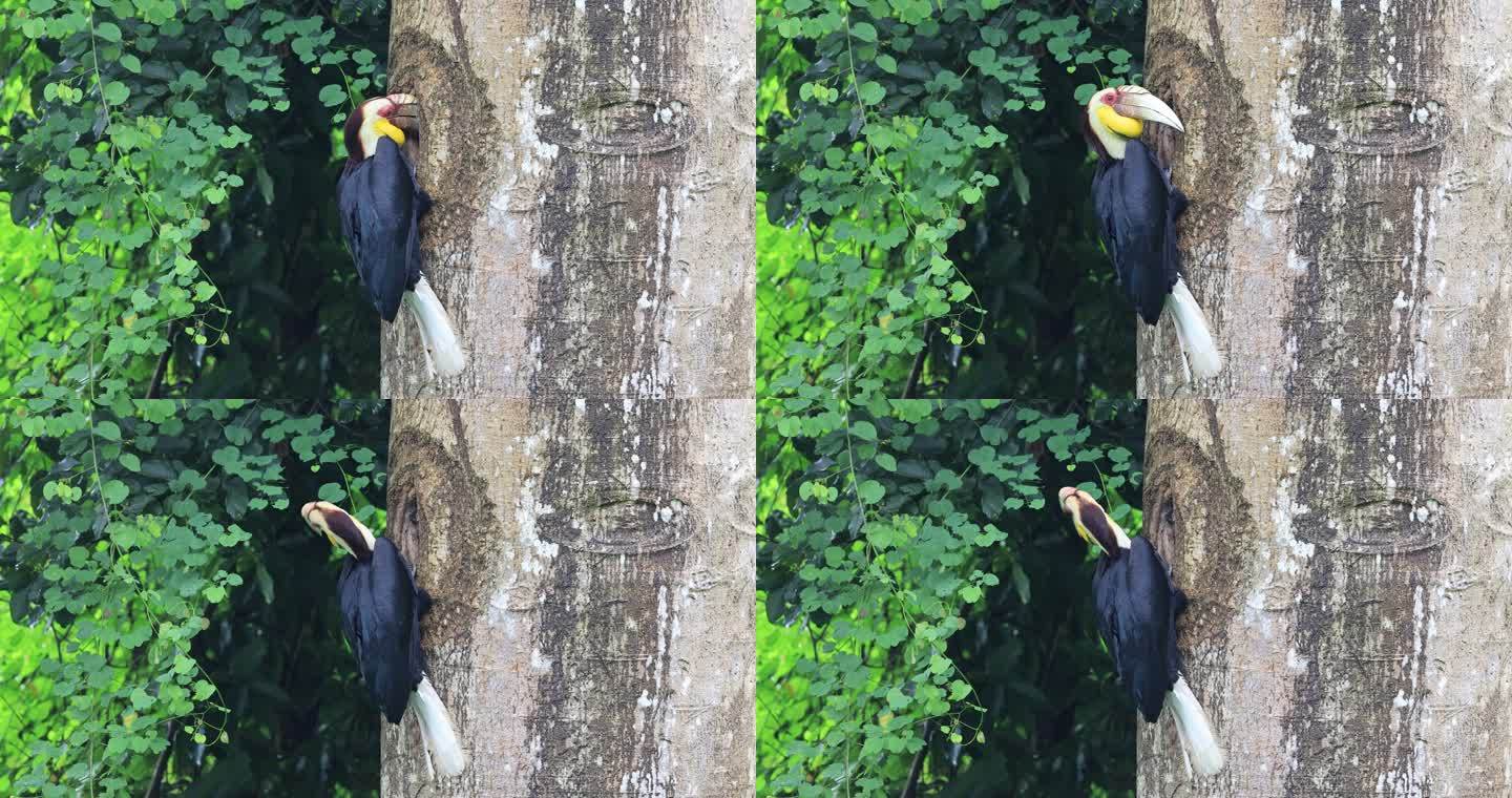 云南盈江县热带雨林中的犀鸟喂食画面