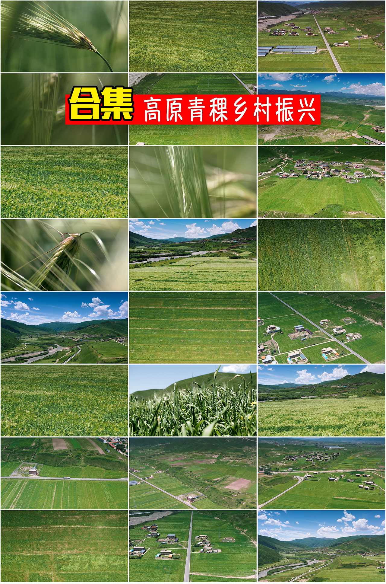 青稞乡村振兴乡村经济农业发展高原农村
