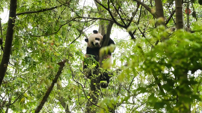 初夏大自然树林里休息爬树的国宝动物大熊猫