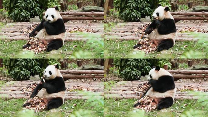 大熊猫吃竹笋特写