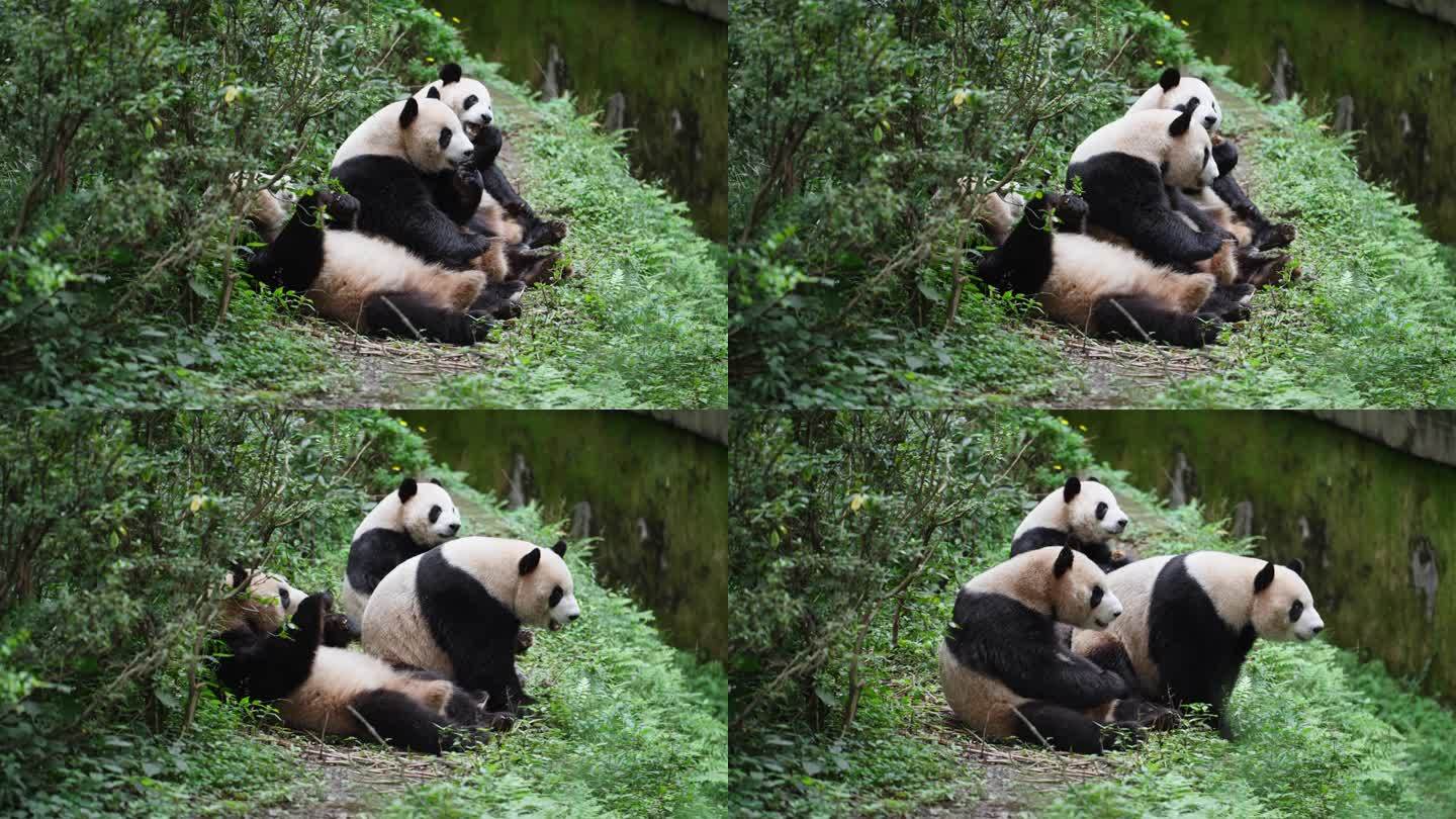 成都大熊猫基地三只可爱的国宝大熊猫吃零食