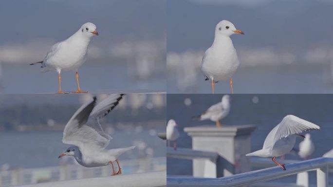 红嘴鸥 海鸥 飞鸟 滇池 海埂大坝