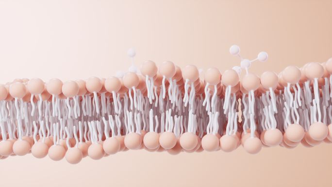 磷脂双分子层细胞膜3D渲染