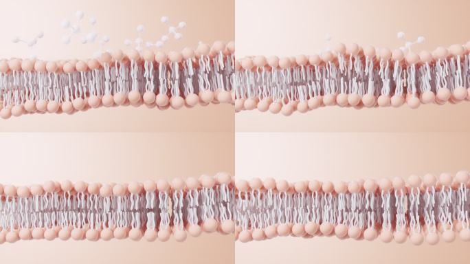 磷脂双分子层细胞膜3D渲染