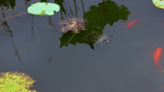 池塘里的乌龟和锦鲤