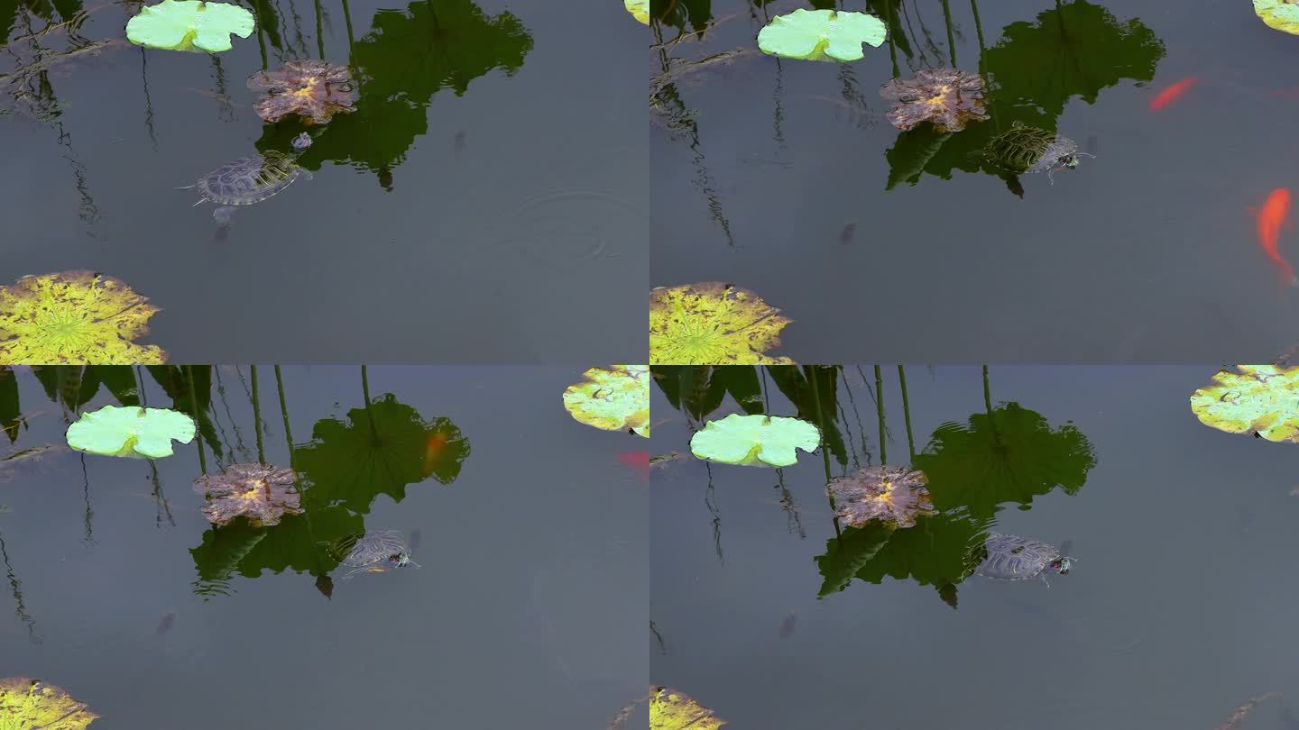池塘里的乌龟和锦鲤