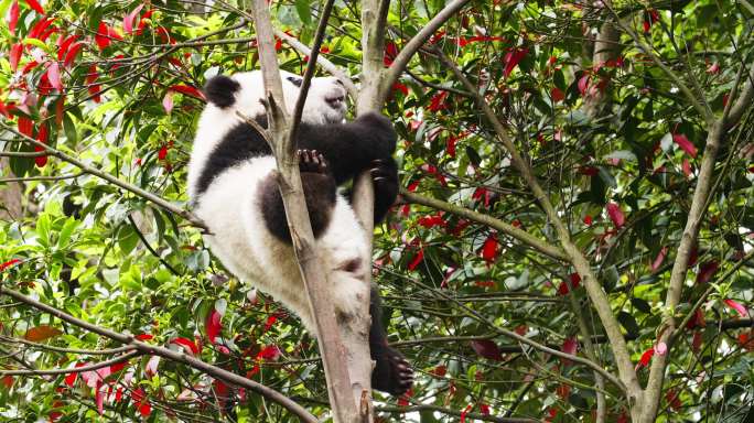 可爱大熊猫幼崽小宝宝爬树枝上玩耍特写萌