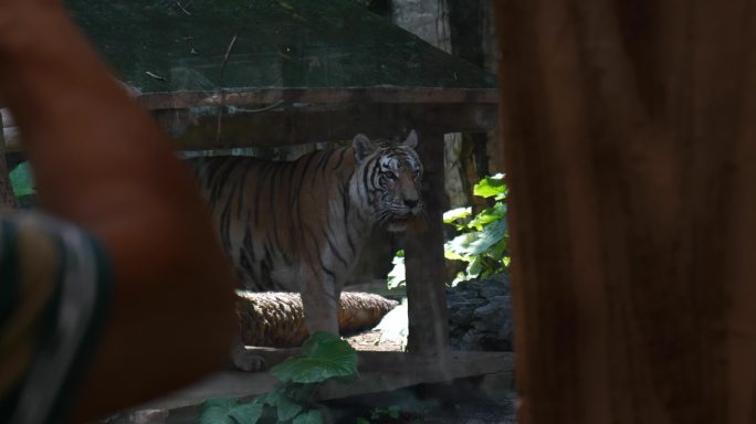 动物园里观赏老虎白虎