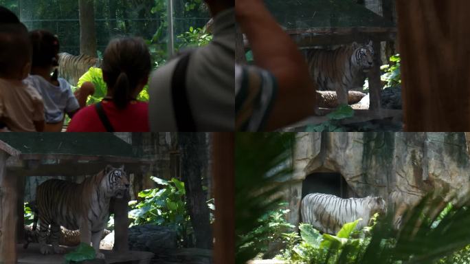动物园里观赏老虎白虎