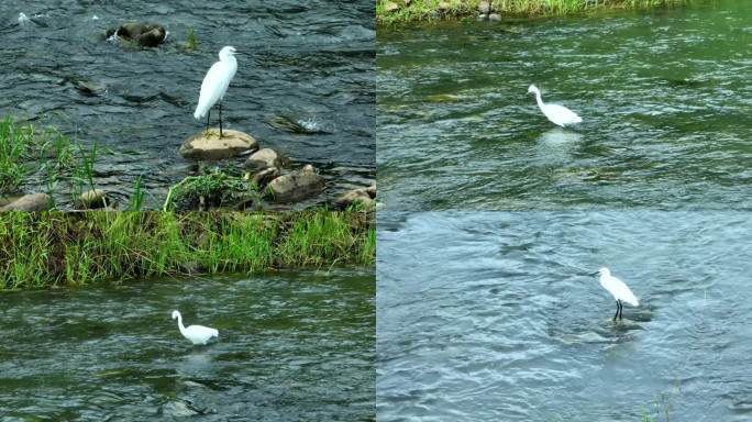 白鹭河边觅食捕鱼起飞慢镜头4K升格航拍
