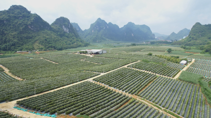 龙州火龙果种植基地