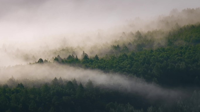 自然风景晨雾树林