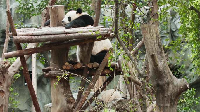 可爱温馨的大熊猫家庭小宝宝找妈妈玩耍