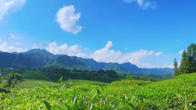 4K高山梯田茶园白云延时