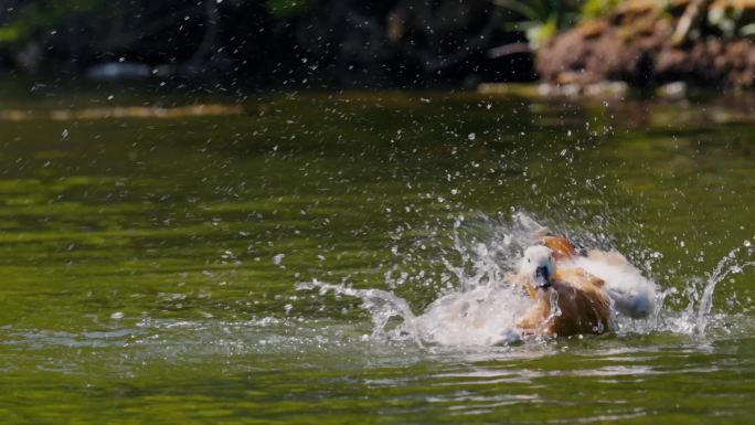 大连白云雁水湿地公园赤麻鸭洗澡视频素材