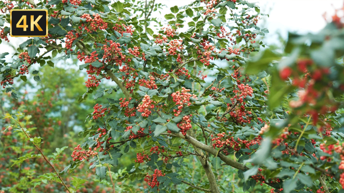 麻椒花椒成熟花椒种植采摘