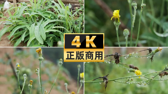 4k苦苣菜野菜