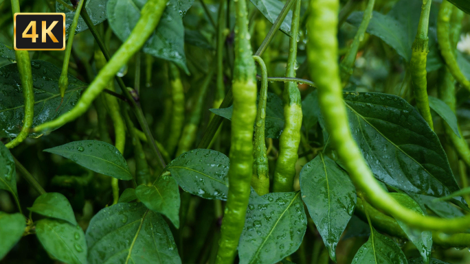 青辣椒农家菜园子蔬菜