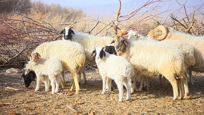 羊圈西北农村养羊
