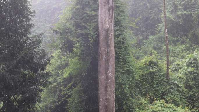 大雨中的盈江县犀鸟谷热带雨林中的犀鸟树洞