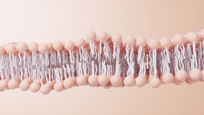 磷脂双分子层细胞膜3D渲染