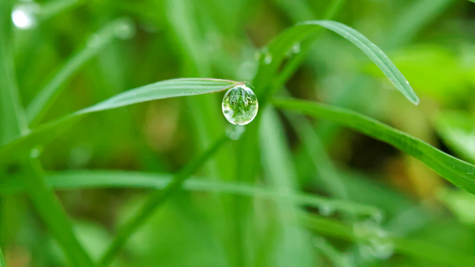 草坪小草露珠露水水珠绿色草坪夏日草地草坪