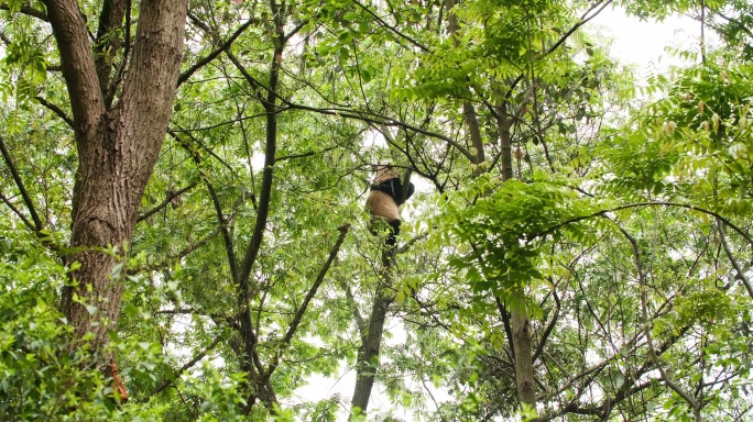 初夏大自然树林里休息爬树的国宝动物大熊猫
