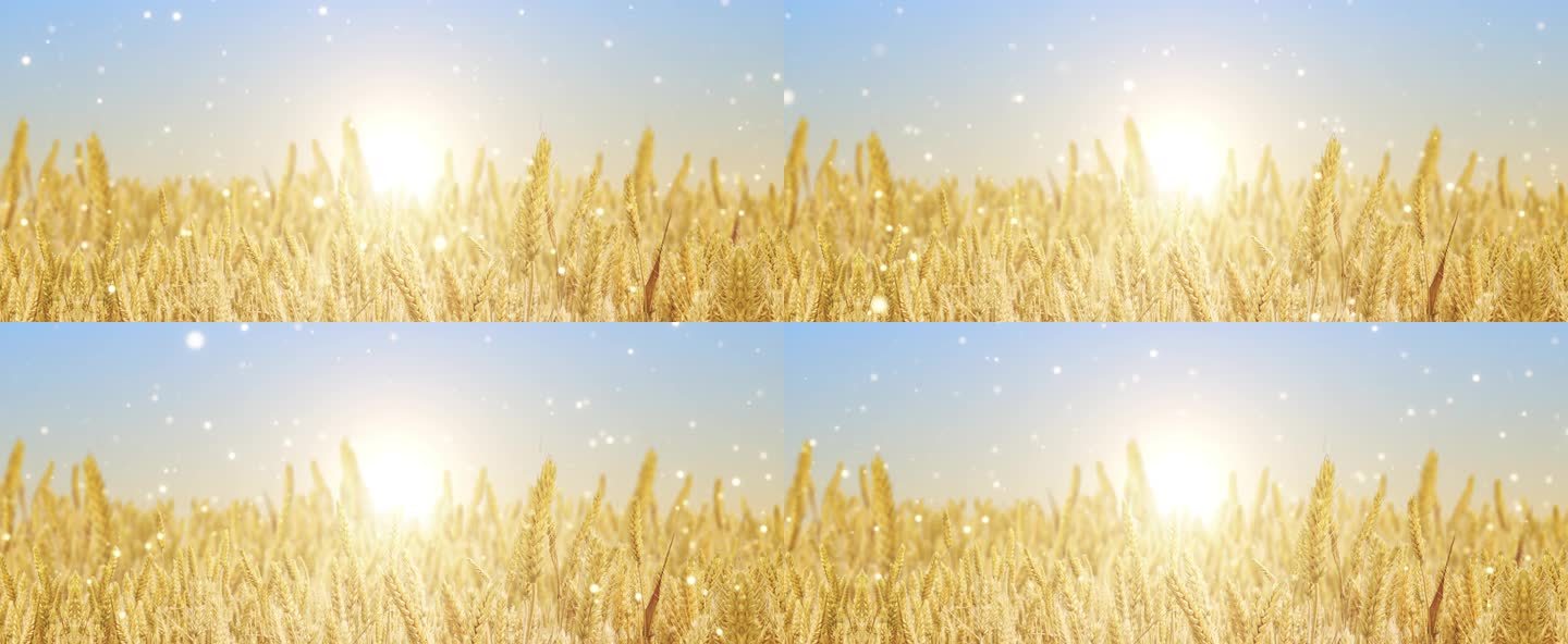【原创】大屏幕秋天小麦动态背景视频