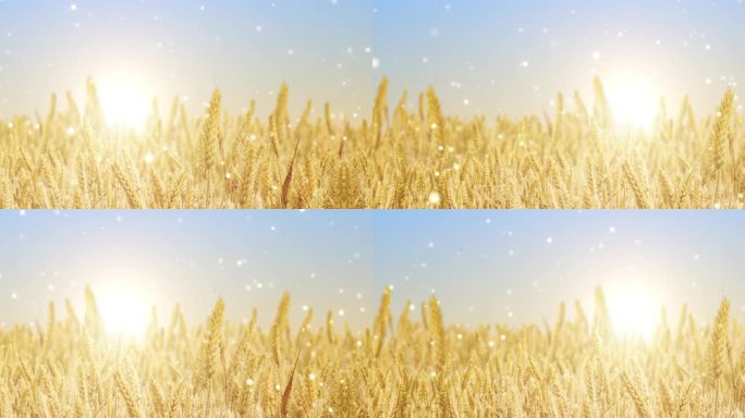 【原创】大屏幕秋天小麦动态背景视频