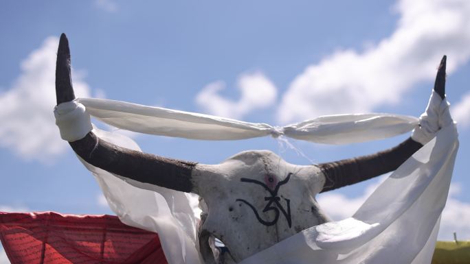 若尔盖草原牧场装饰牦牛头骨哈达藏族吉祥物